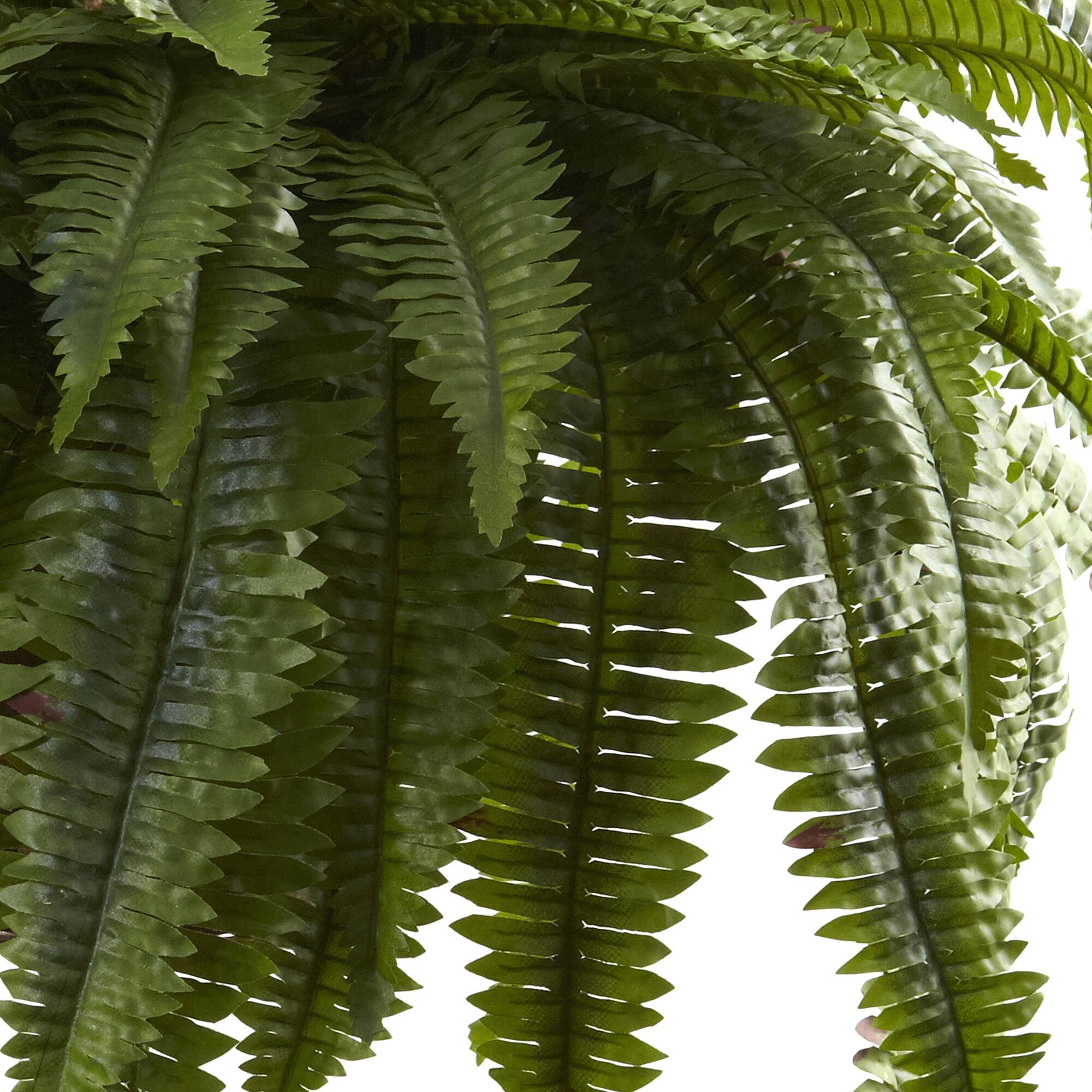 2.5ft. Double Boston Fern Hanging Basket